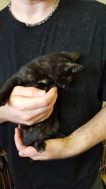 Jesse, an adoptable Domestic Short Hair in Paris, TX, 75460 | Photo Image 2