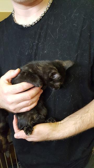 Jesse, an adoptable Domestic Short Hair in Paris, TX, 75460 | Photo Image 3