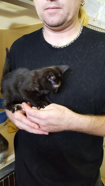 Jesse, an adoptable Domestic Short Hair in Paris, TX, 75460 | Photo Image 4