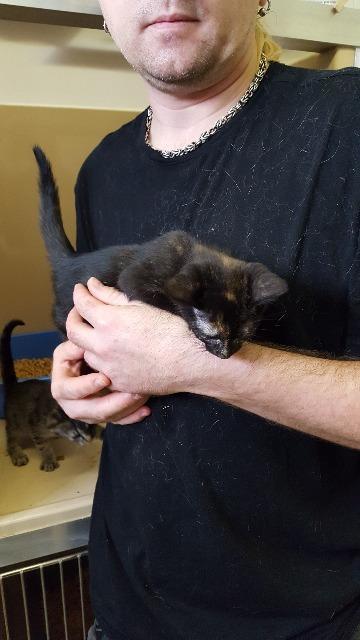 Jesse, an adoptable Domestic Short Hair in Paris, TX, 75460 | Photo Image 5