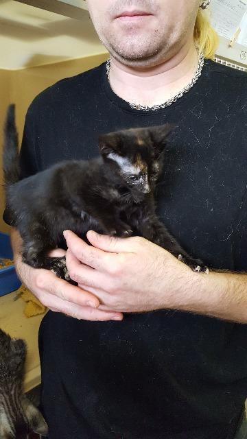 Jesse, an adoptable Domestic Short Hair in Paris, TX, 75460 | Photo Image 6