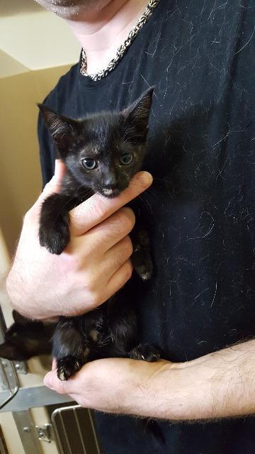 Berna, an adoptable Domestic Short Hair in Paris, TX, 75460 | Photo Image 1