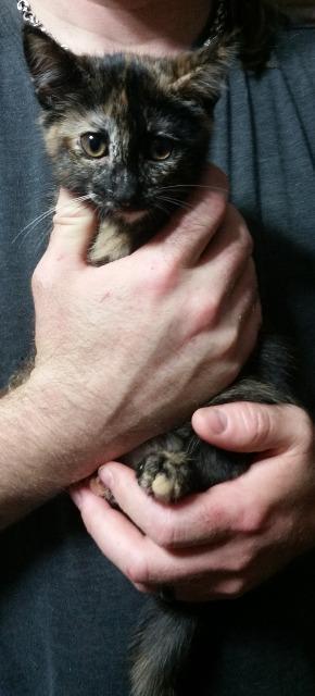 Tress, an adoptable Domestic Short Hair in Paris, TX, 75460 | Photo Image 1