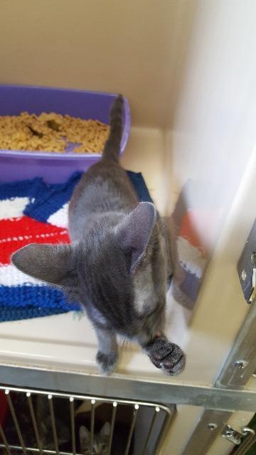 Watts, an adoptable Domestic Short Hair in Paris, TX, 75460 | Photo Image 1