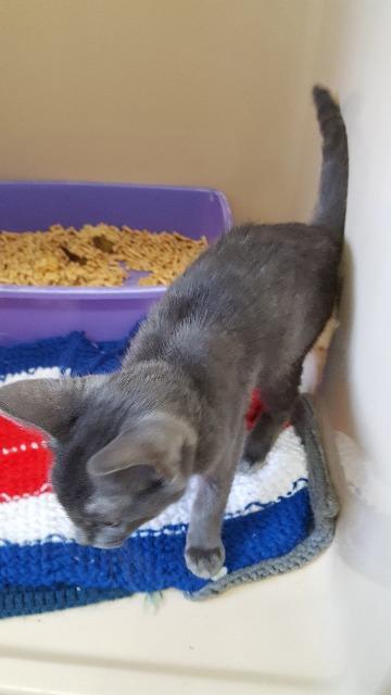 Watts, an adoptable Domestic Short Hair in Paris, TX, 75460 | Photo Image 2