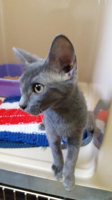 Watts, an adoptable Domestic Short Hair in Paris, TX, 75460 | Photo Image 3