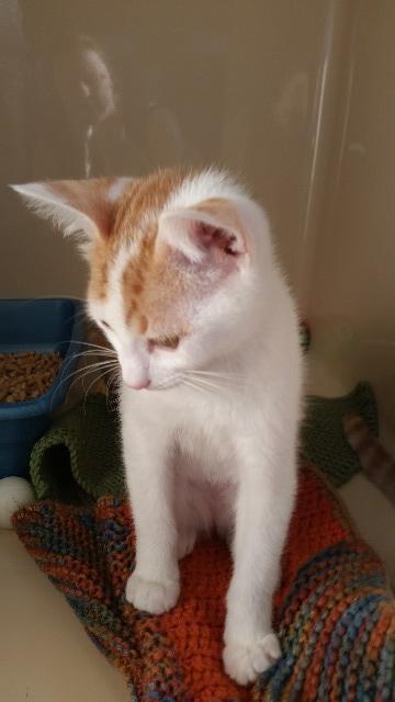 Sylvesterii, an adoptable Domestic Short Hair in Paris, TX, 75460 | Photo Image 1