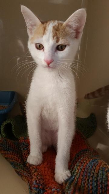 Sylvesterii, an adoptable Domestic Short Hair in Paris, TX, 75460 | Photo Image 2