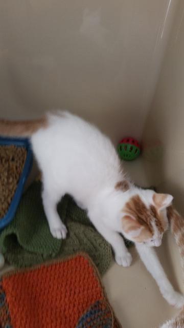 Sylvesterii, an adoptable Domestic Short Hair in Paris, TX, 75460 | Photo Image 3