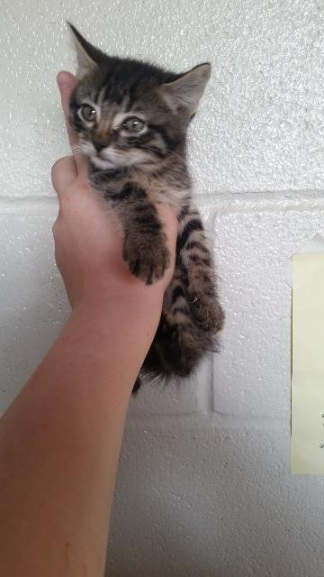 Carlyle, an adoptable Domestic Short Hair in Paris, TX, 75460 | Photo Image 2