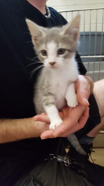 Thunder, an adoptable Domestic Short Hair in Paris, TX, 75460 | Photo Image 1