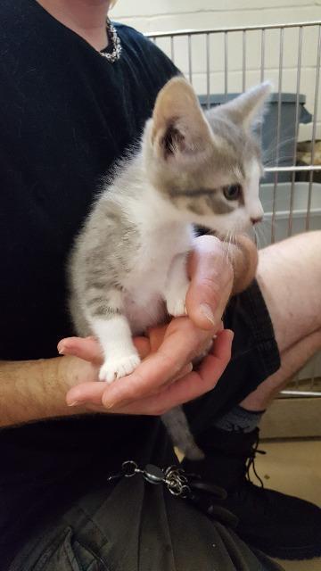 Thunder, an adoptable Domestic Short Hair in Paris, TX, 75460 | Photo Image 2