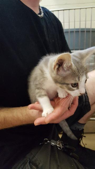 Thunder, an adoptable Domestic Short Hair in Paris, TX, 75460 | Photo Image 3