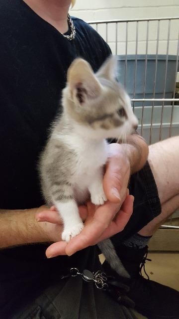 Thunder, an adoptable Domestic Short Hair in Paris, TX, 75460 | Photo Image 4