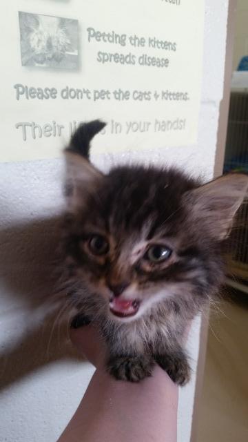 Tetsuko, an adoptable Domestic Medium Hair in Paris, TX, 75460 | Photo Image 1