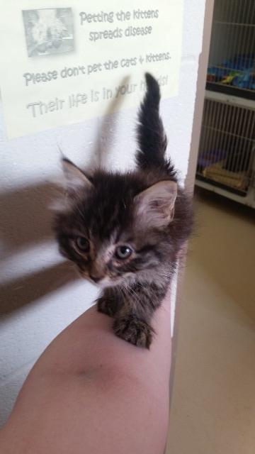 Tetsuko, an adoptable Domestic Medium Hair in Paris, TX, 75460 | Photo Image 2