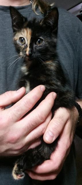 Nekey, an adoptable Domestic Short Hair in Paris, TX, 75460 | Photo Image 1