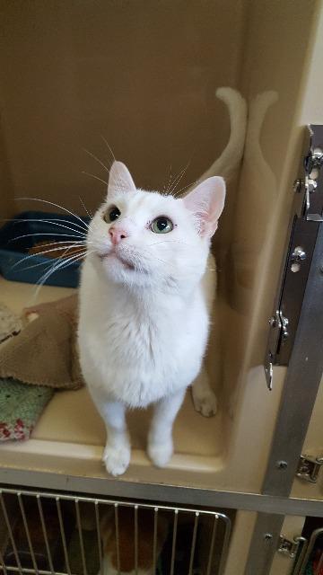 Paladin, an adoptable Domestic Short Hair in Paris, TX, 75460 | Photo Image 1