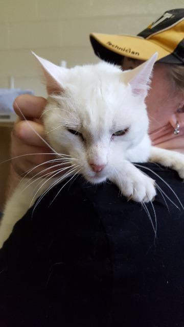 Paladin, an adoptable Domestic Short Hair in Paris, TX, 75460 | Photo Image 2