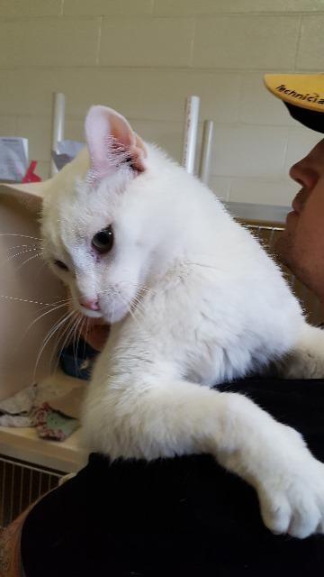 Paladin, an adoptable Domestic Short Hair in Paris, TX, 75460 | Photo Image 3