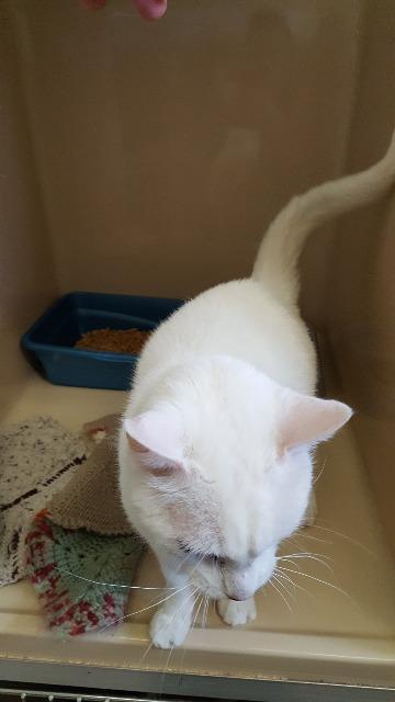 Paladin, an adoptable Domestic Short Hair in Paris, TX, 75460 | Photo Image 4