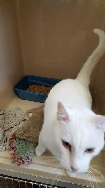 Paladin, an adoptable Domestic Short Hair in Paris, TX, 75460 | Photo Image 5