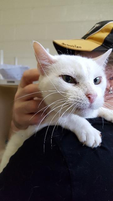 Paladin, an adoptable Domestic Short Hair in Paris, TX, 75460 | Photo Image 6