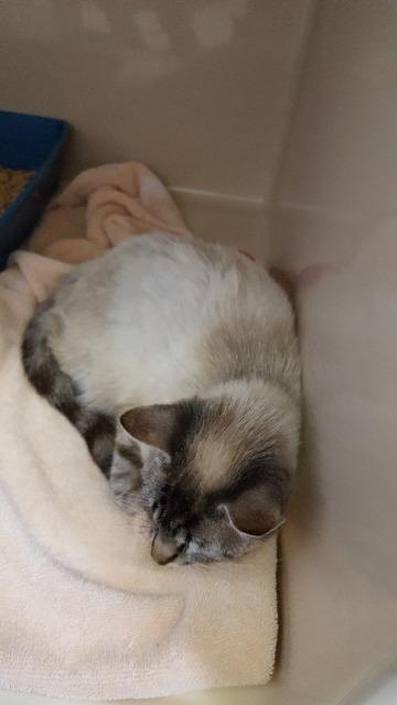 Rachel, an adoptable Siamese in Paris, TX, 75460 | Photo Image 1