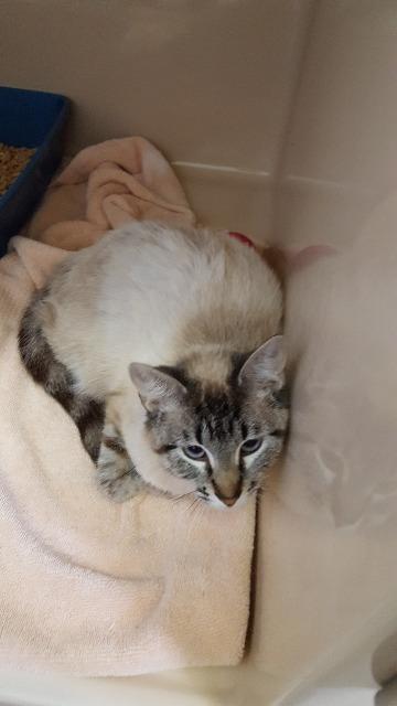 Rachel, an adoptable Siamese in Paris, TX, 75460 | Photo Image 2