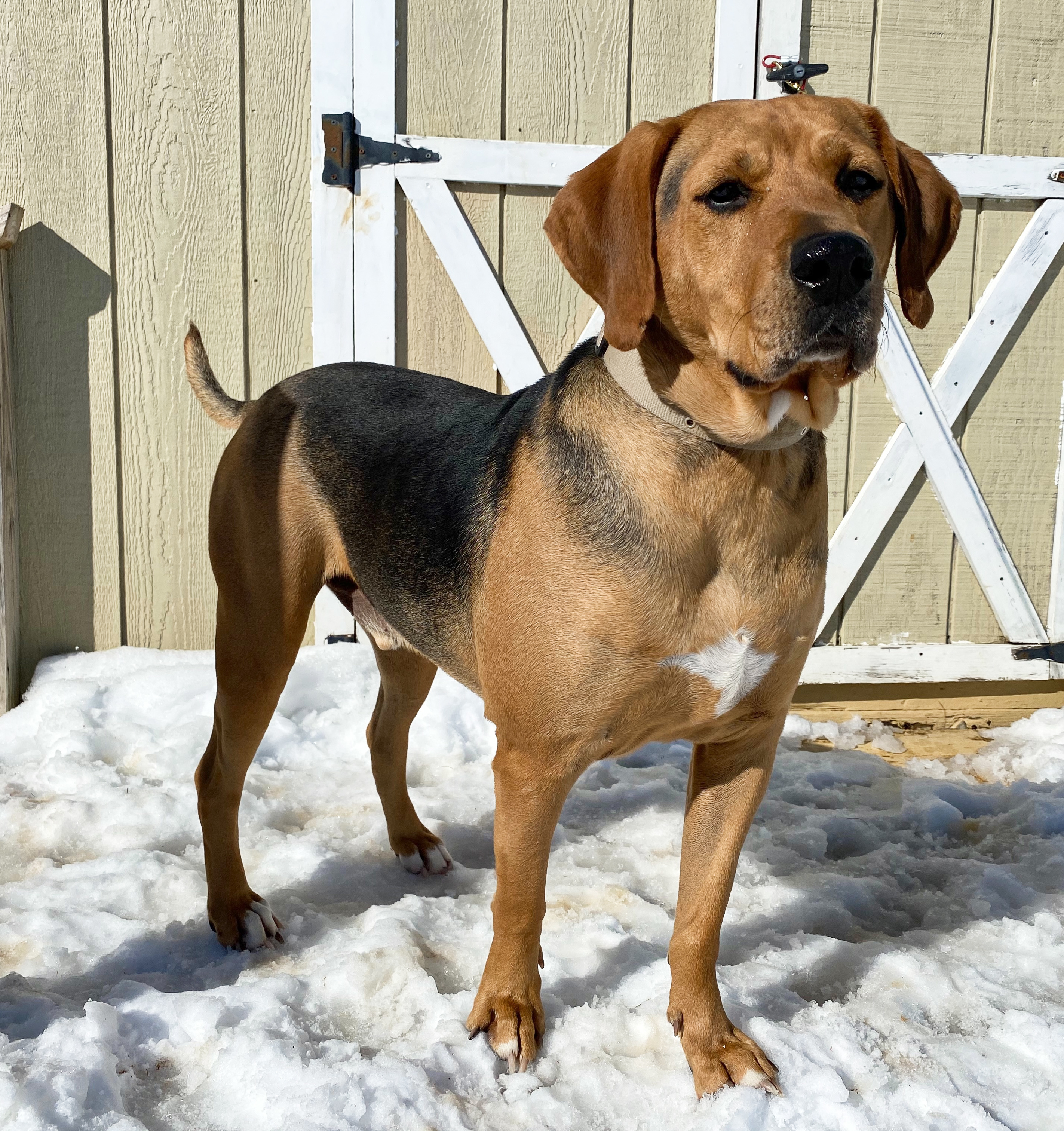 Gunner, an adoptable Coonhound in Kearneysville, WV, 25430 | Photo Image 3