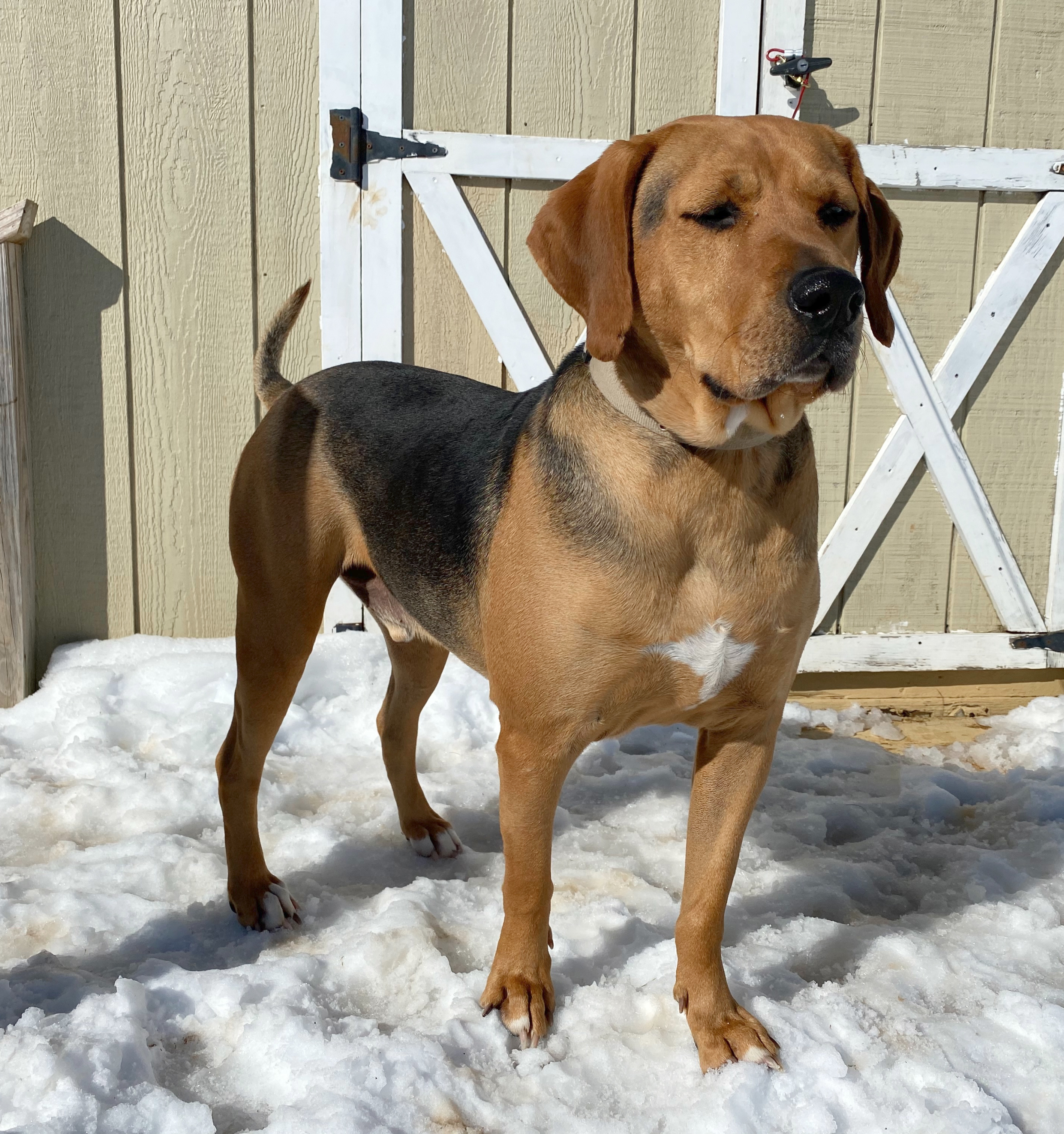 Gunner, an adoptable Coonhound in Kearneysville, WV, 25430 | Photo Image 4