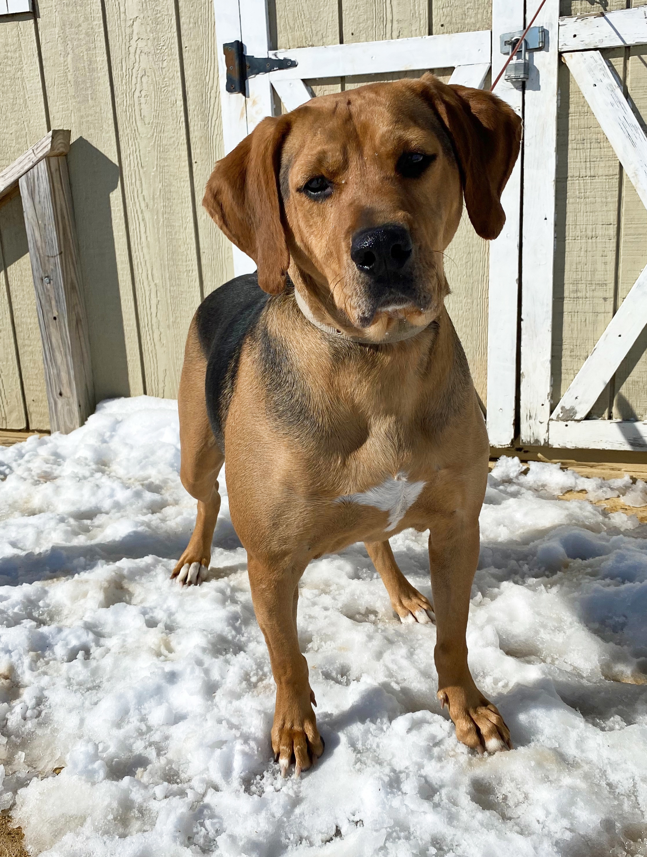 Gunner, an adoptable Coonhound in Kearneysville, WV, 25430 | Photo Image 5
