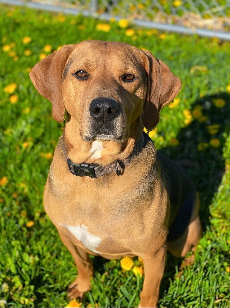 Gunner, an adoptable Coonhound in Kearneysville, WV, 25430 | Photo Image 6