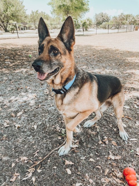 Dog For Adoption Sam Shep A German Shepherd Dog In Homestead Fl Petfinder