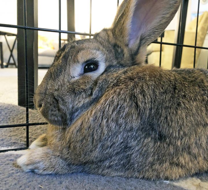 Elderberry (bonded with Durian), an adopted Bunny Rabbit Mix in Columbia, MD_image-6