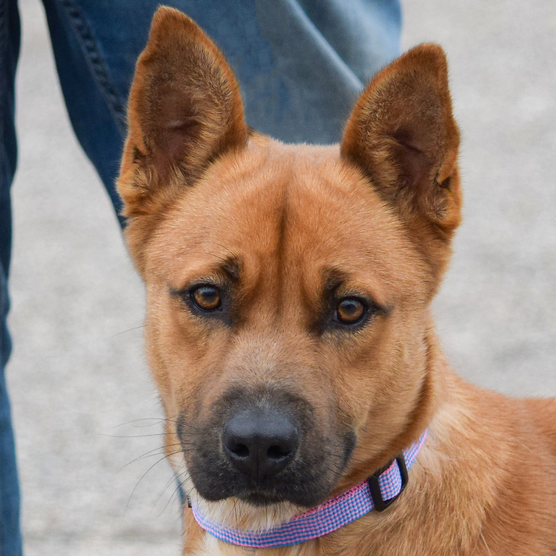 Rango, an adoptable Cattle Dog, Basenji in Huntley, IL, 60142 | Photo Image 1