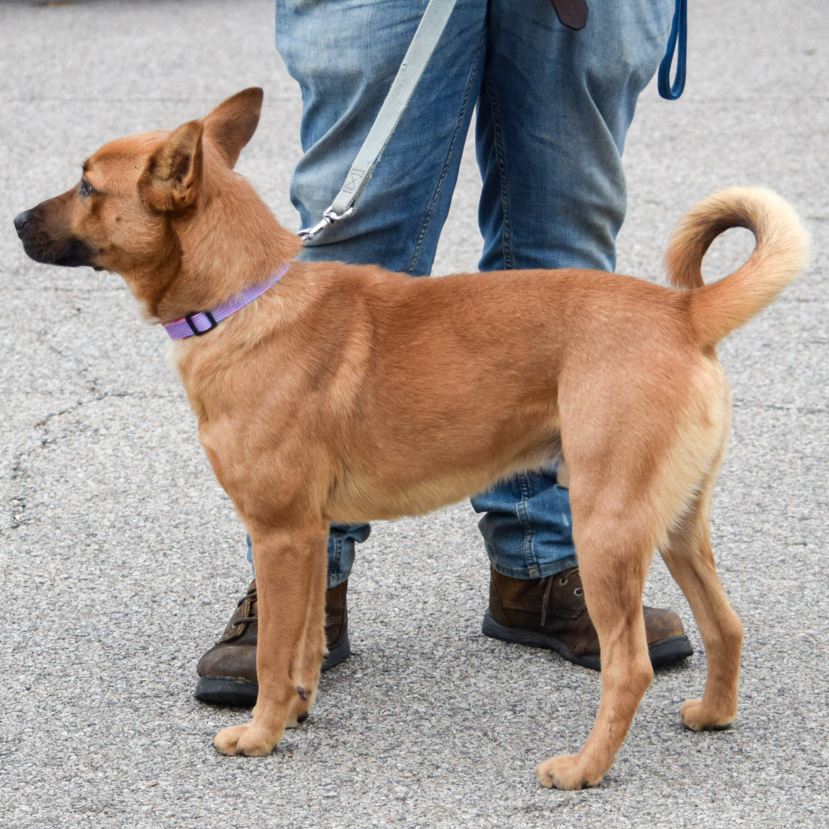 Rango, an adoptable Cattle Dog, Basenji in Huntley, IL, 60142 | Photo Image 2