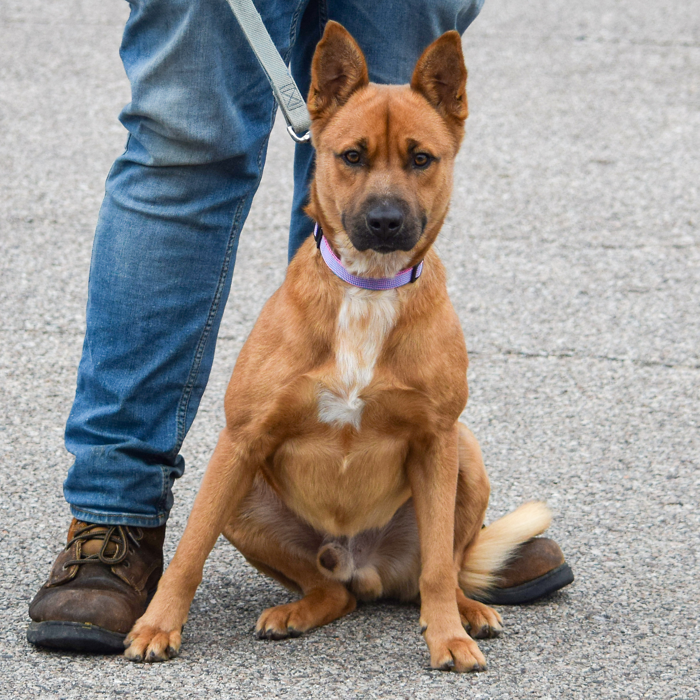 Rango, an adoptable Cattle Dog, Basenji in Huntley, IL, 60142 | Photo Image 3