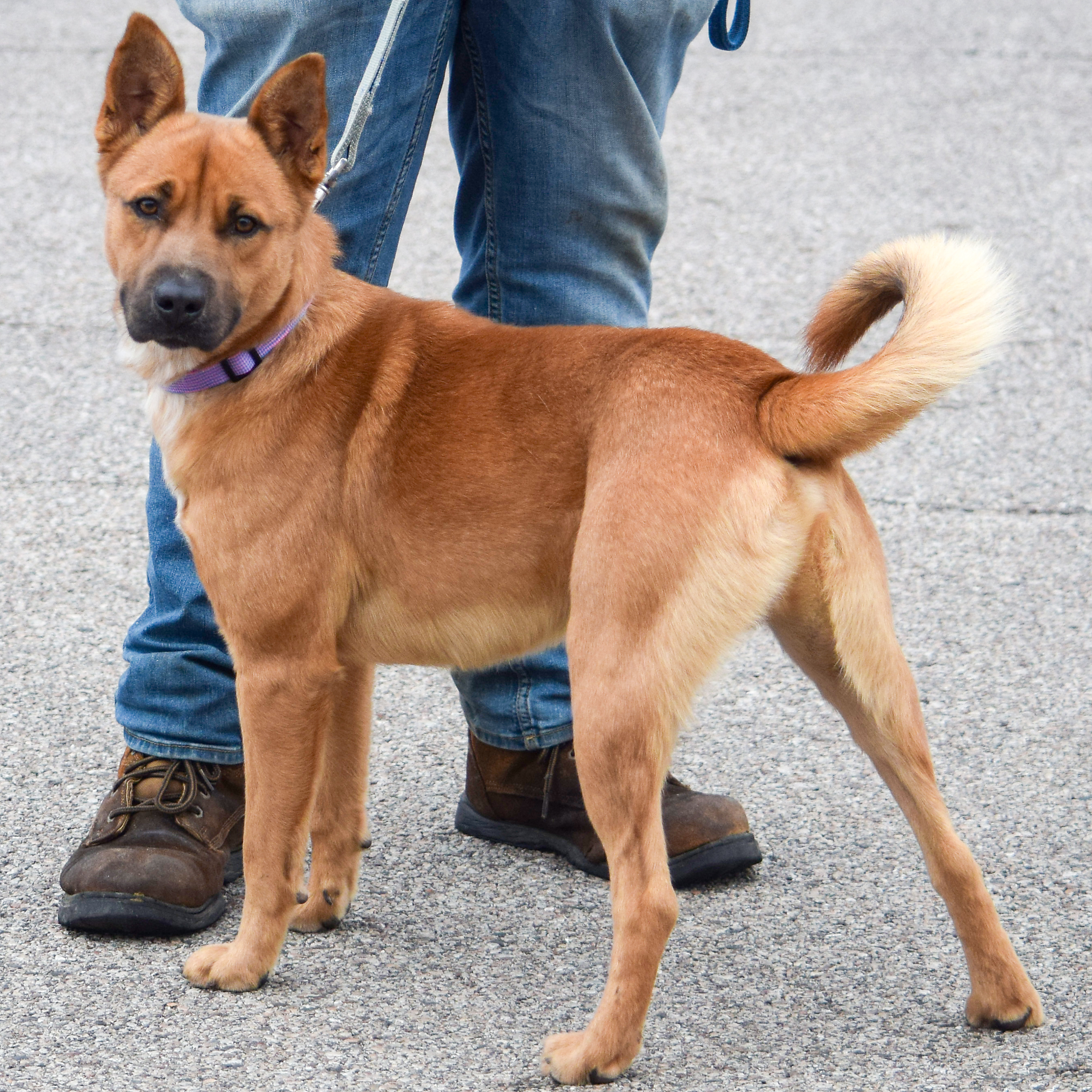 Rango, an adoptable Cattle Dog, Basenji in Huntley, IL, 60142 | Photo Image 4