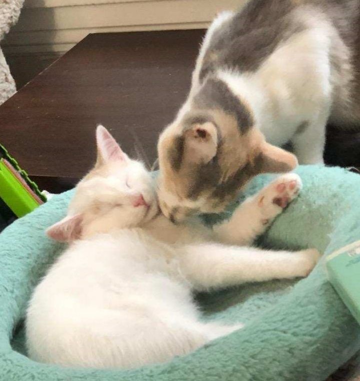 Cat for adoption - Creme **Bonded Pair**, a Domestic Short ...