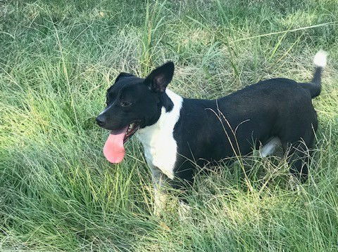 Mickey Mouse, an adoptable Feist in Jackson, MS, 39213 | Photo Image 3