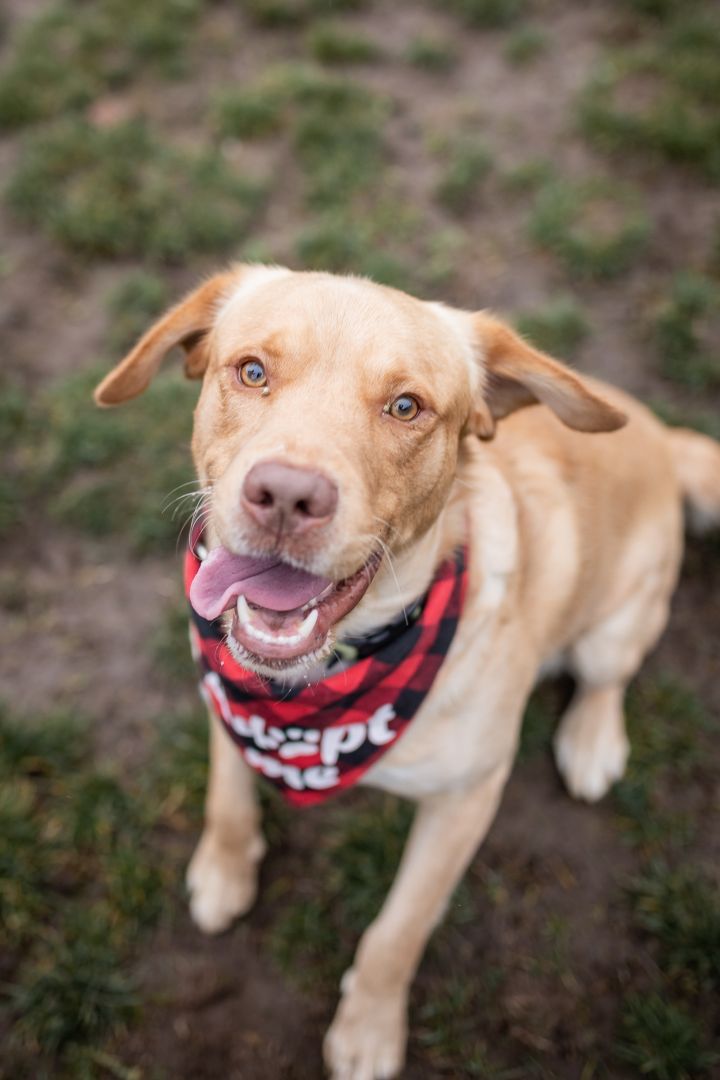 Dog for adoption - Comet, a Golden Retriever Mix in Port ...