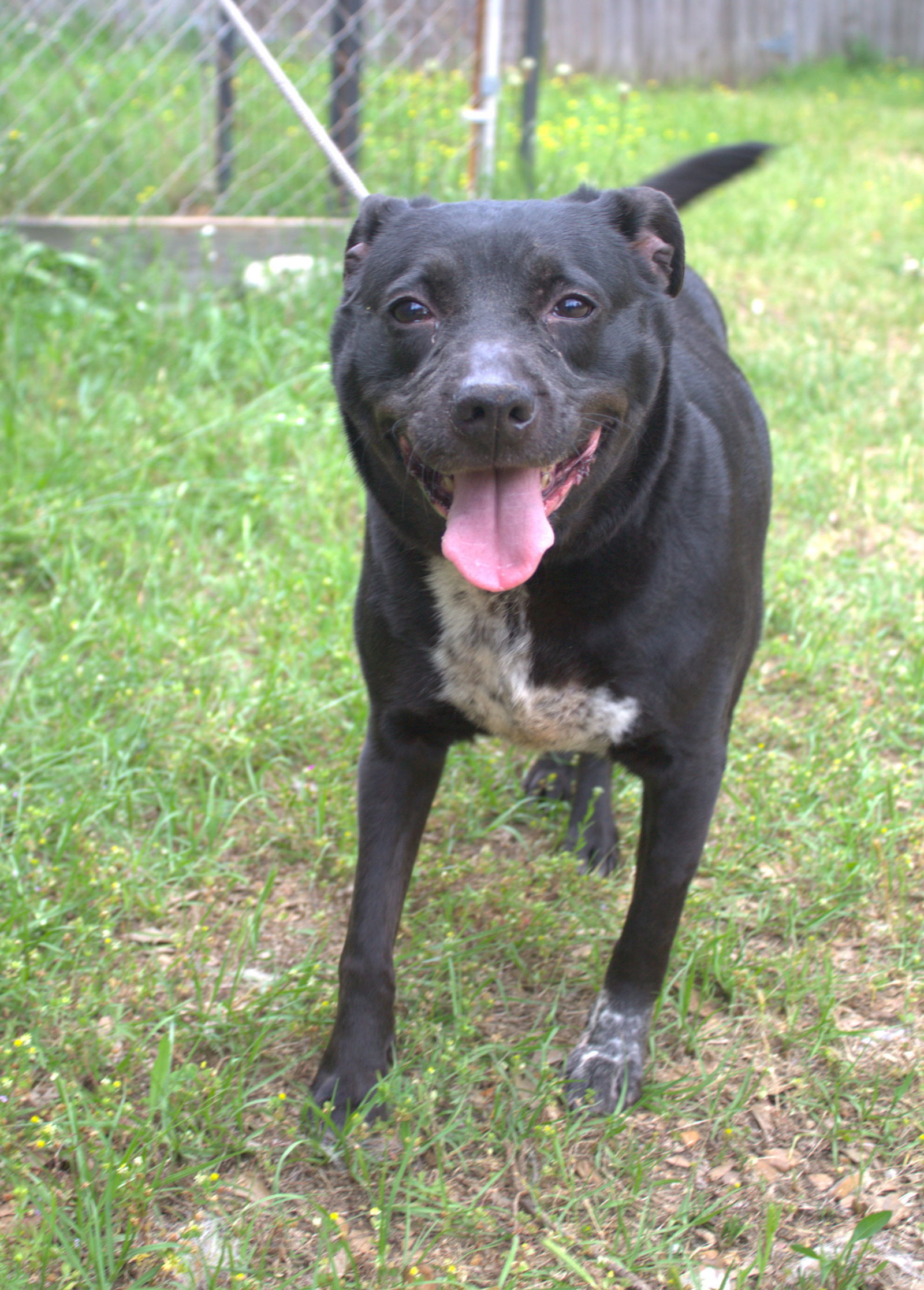 Loretta, an adoptable Mixed Breed in Jackson, MS, 39213 | Photo Image 1