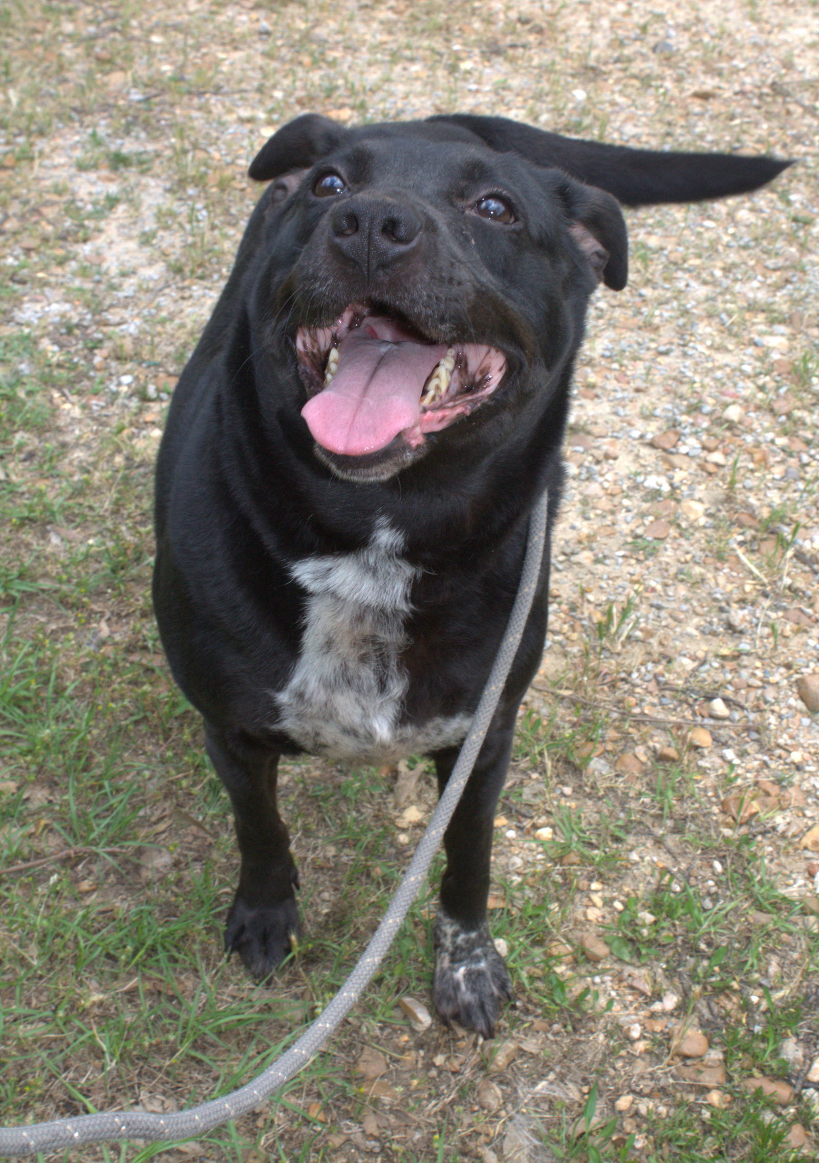 Loretta, an adoptable Mixed Breed in Jackson, MS, 39213 | Photo Image 2