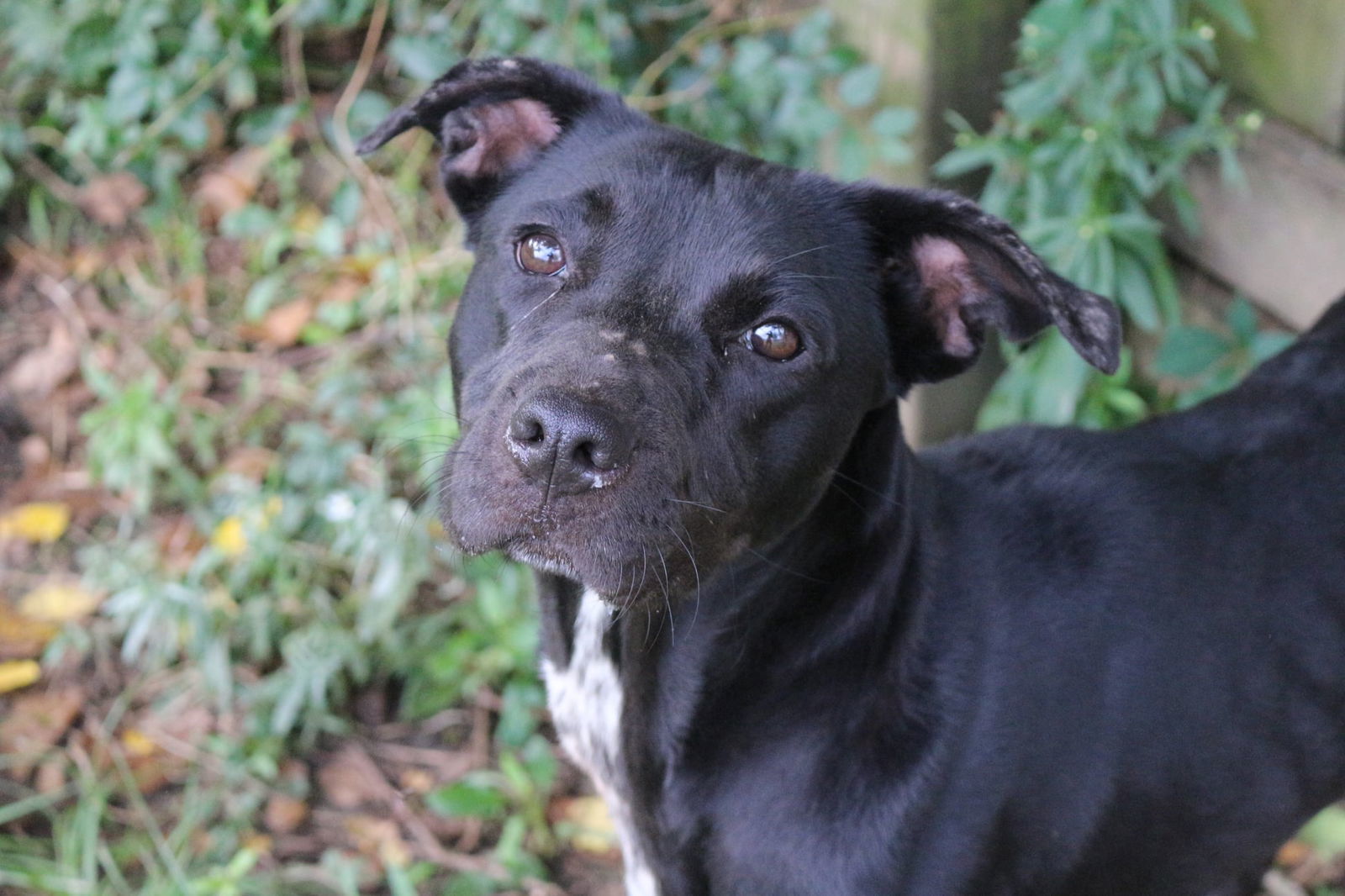 Loretta, an adoptable Mixed Breed in Jackson, MS, 39213 | Photo Image 3