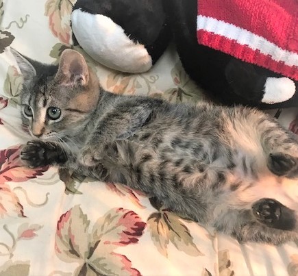 CRISTABELLE - Gorgeous, Silly, Playful. Sweet, 12-Week-Old, Bengal Mix Girl! 5