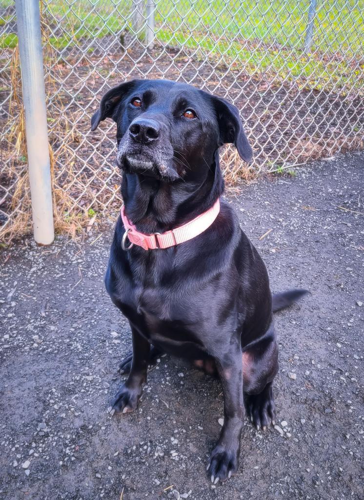 Maddie, an adoptable Black Labrador Retriever in Meriden, CT, 06451 | Photo Image 5