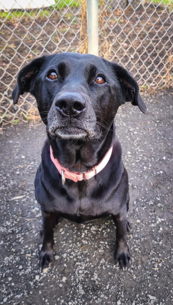 Maddie, an adoptable Black Labrador Retriever in Meriden, CT, 06451 | Photo Image 6