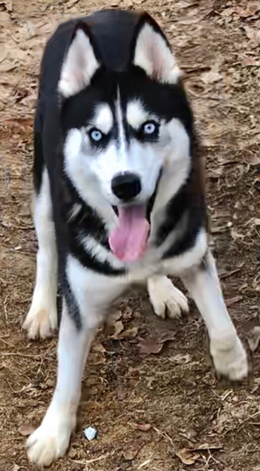 Dog for Adoption - Hank, a Siberian Husky in Woodstock, GA