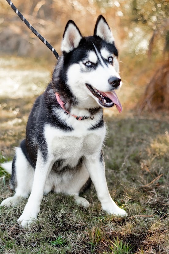 Noel, an adoptable Siberian Husky in Alpharetta, GA, 30005 | Photo Image 5